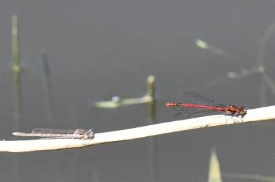 Petite nymphe au corps de feu 