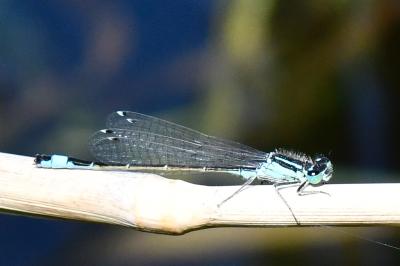 Agrion élégant