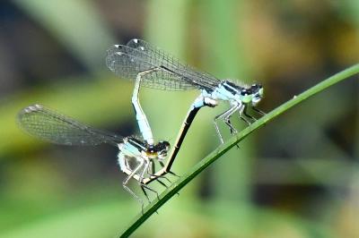 Agrion élégant