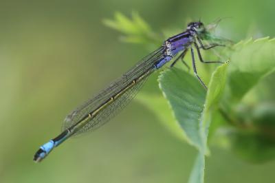 Agrion élégant