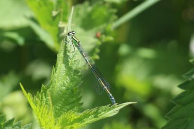 Agrion jouvencelle