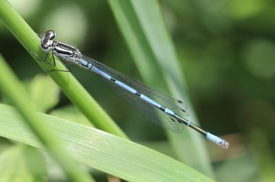 Agrion jouvencelle