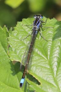 Agrion élégant