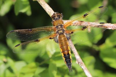 Libellule quadrimaculée 