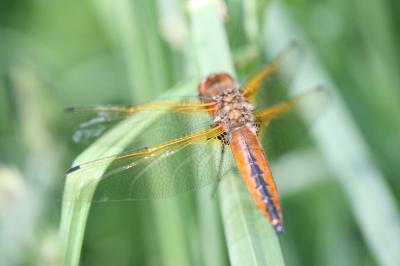 Libellule fauve 