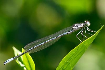 Agrion jouvencelle
