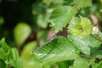Agrion de Vander Linden
