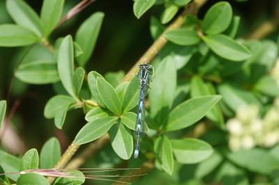 Agrion de Vander Linden