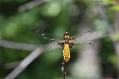 Libellule déprimée 