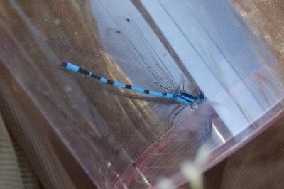 Agrion porte-coupe