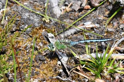 Anax empereur 