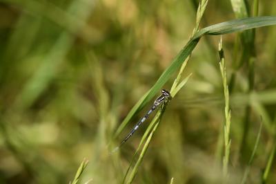Agrion mignon 