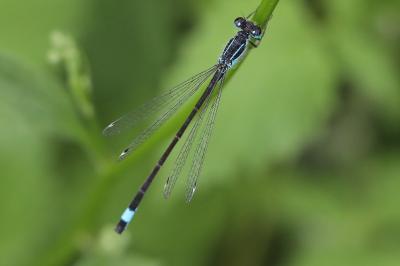 Agrion élégant