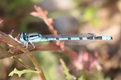 Agrion porte-coupe