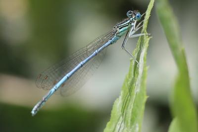 Agrion à larges pattes