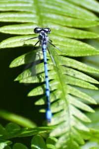 Agrion jouvencelle