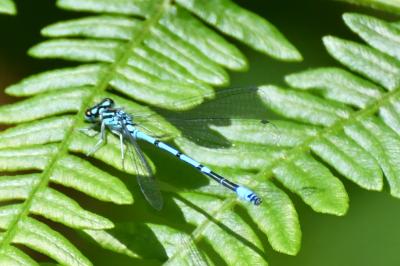 Agrion jouvencelle