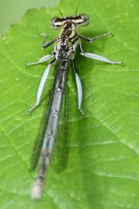 Agrion à larges pattes