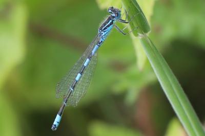 Agrion mignon 