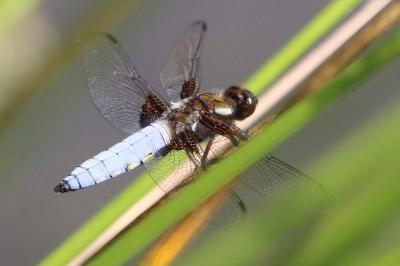 Libellule déprimée 