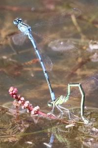 Agrion jouvencelle
