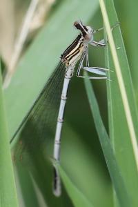 Agrion à larges pattes