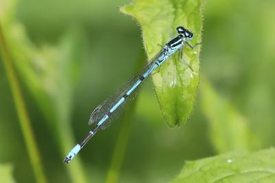 Agrion jouvencelle