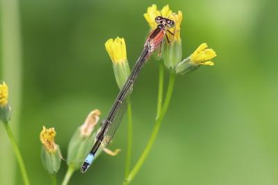 Ischnura elegans