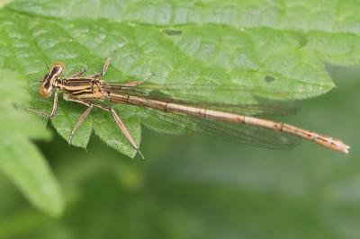 Agrion à larges pattes