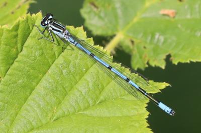 Agrion jouvencelle