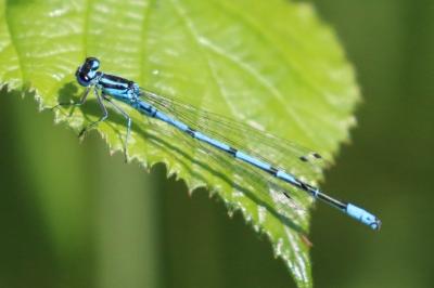 Agrion jouvencelle