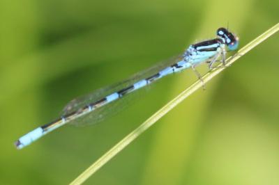 Agrion mignon 