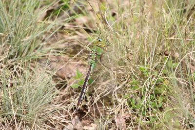 Anax empereur 