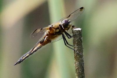 Libellule quadrimaculée 