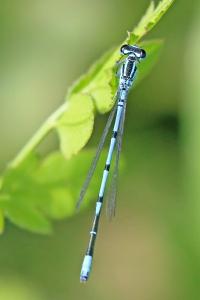 Agrion jouvencelle