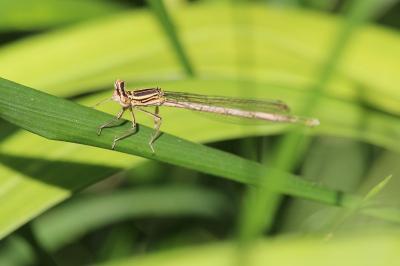 Agrion à larges pattes