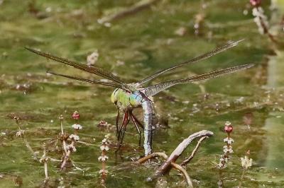 Anax empereur 
