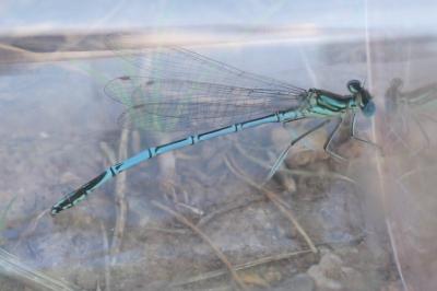 Agrion à larges pattes