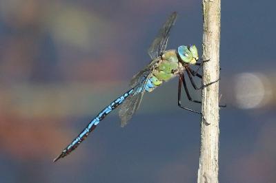 Anax empereur 