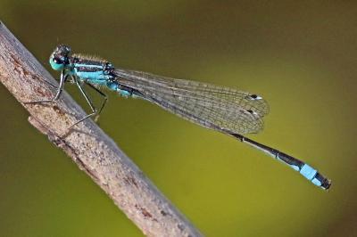 Agrion élégant