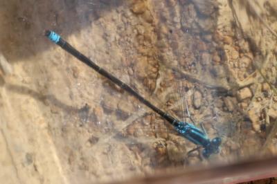 Agrion nain 