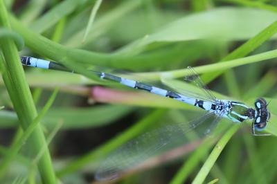 Agrion mignon 