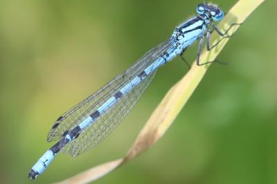 Agrion porte-coupe