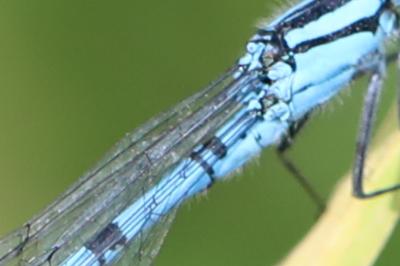 Agrion porte-coupe