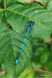 Agrion jouvencelle