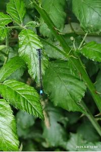 Agrion élégant