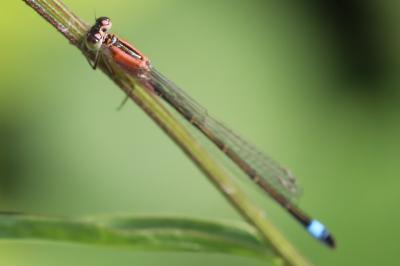 Agrion élégant