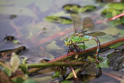 Anax empereur 