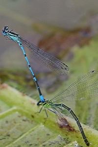 Agrion jouvencelle