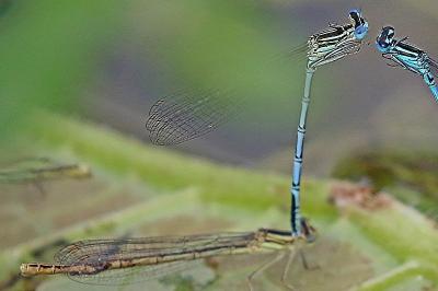 Agrion à larges pattes